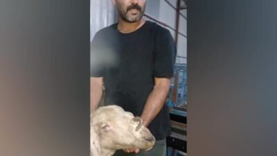 Osmaniye’de özel bir besi çiftliğinde burnunun üzerinde boynuz çıkan keçi