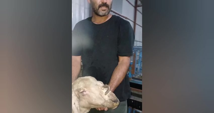 Osmaniye’de özel bir besi çiftliğinde burnunun üzerinde boynuz çıkan keçi