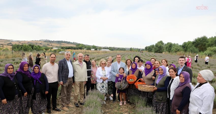 Tarım projeleriyle üretime destek veren Büyükçekmece Belediyesi’nin düzenlediği 8. Lavanta
