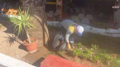 Didim Belediyesi, kendi üretimi olan mevsimlik çiçekleri ilçenin farklı noktalarında