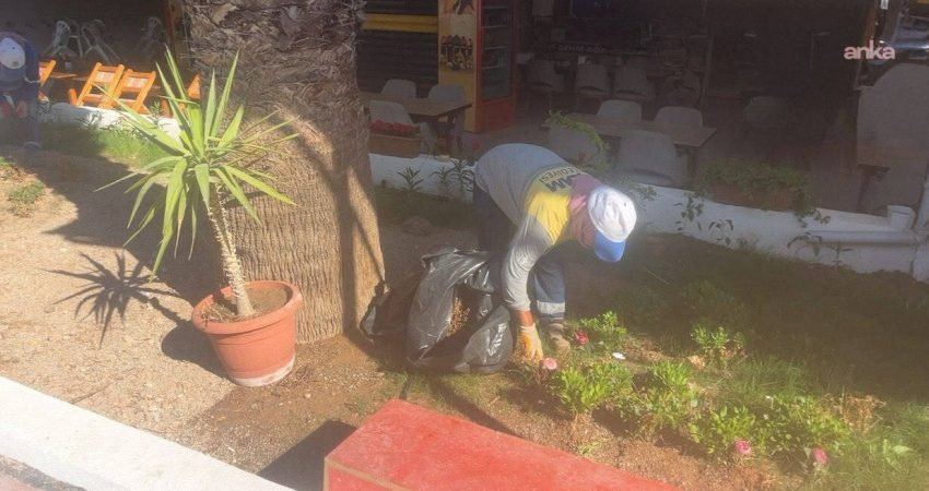 Didim Belediyesi, kendi üretimi olan mevsimlik çiçekleri ilçenin farklı noktalarında