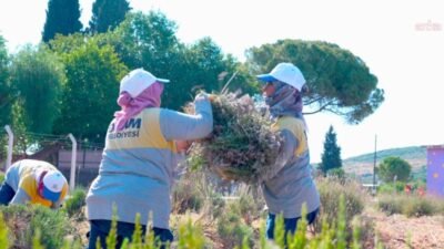 Didim Belediyesi, Akköy Tıbbi Aromatik Bitkiler ve Süs Bitkileri Fidanlığı'nda