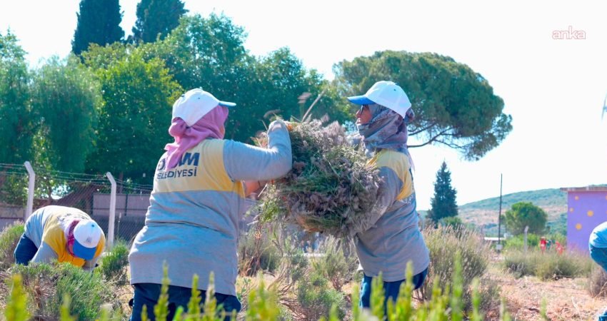 Didim Belediyesi, Akköy Tıbbi Aromatik Bitkiler ve Süs Bitkileri Fidanlığı'nda