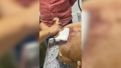 Doğa Koruma ve Milli Parklar Genel Müdürlüğü'nden yapılan açıklamada, yapılan