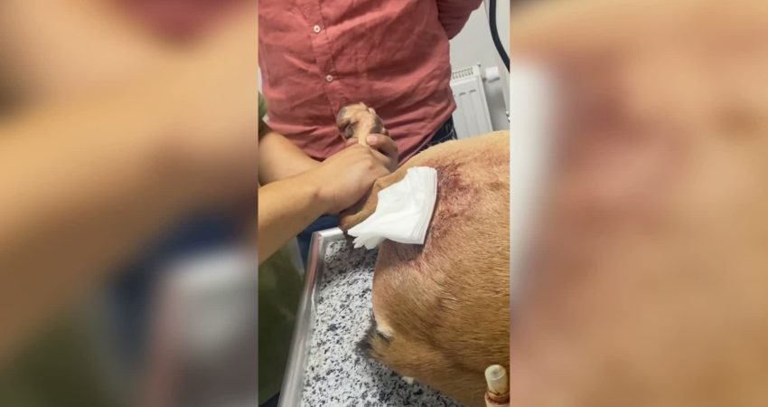 Doğa Koruma ve Milli Parklar Genel Müdürlüğü'nden yapılan açıklamada, yapılan