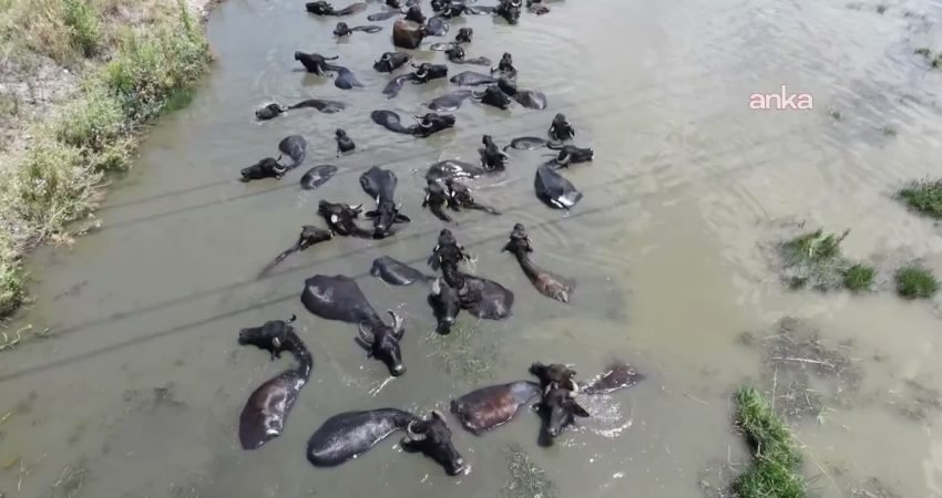 Hava sıcaklıklarının artış gösterdiği Erzurum’un Aziziye ilçesine bağlı Söğütlü Mahallesi’nde,