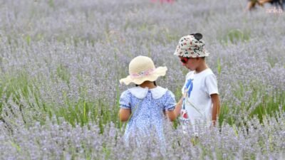 Fethiye Belediyesi'nin Yeşilüzümlü Mahallesi'nde oluşturduğu lavanta bahçesinde bu yılın hasadı