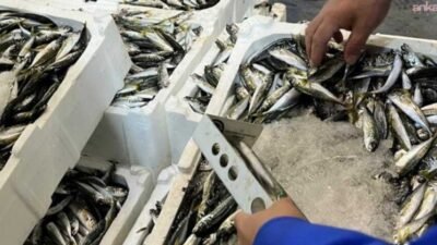 İzmir İl Tarım ve Orman Müdürlüğü Su Ürünleri Kontrol Ekiplerince,