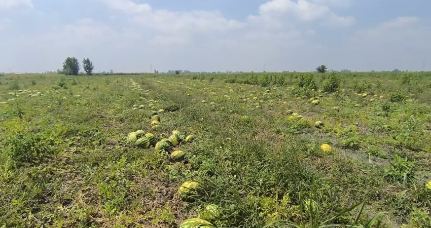 Osmaniye'nin Kadirli ilçesinde satamadığı karpuzunun tarlada kaldığını belirten üretici Soner