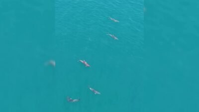 Sinop’un Türkeli ilçesi açıklarında deniz yüzeyine çıkan yunuslar, dron ile