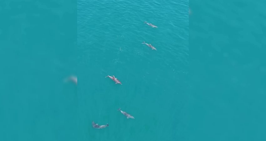 Sinop’un Türkeli ilçesi açıklarında deniz yüzeyine çıkan yunuslar, dron ile