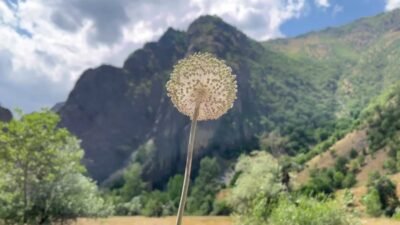 Dünyada doğal yollarla yalnızca Tunceli'de yetişen ve endemik bir tür