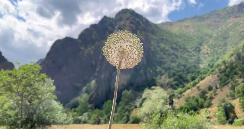 Dünyada doğal yollarla yalnızca Tunceli'de yetişen ve endemik bir tür