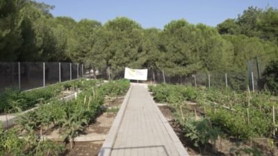 İzmir Büyükşehir Belediye Başkanı Cemil Tugay, Bornova’daki Meriç Mahalle Bostanı'nda