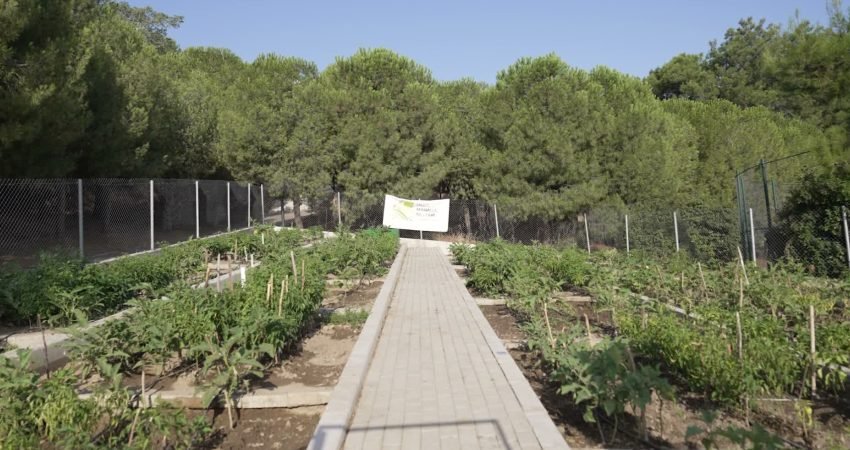 İzmir Büyükşehir Belediye Başkanı Cemil Tugay, Bornova’daki Meriç Mahalle Bostanı'nda