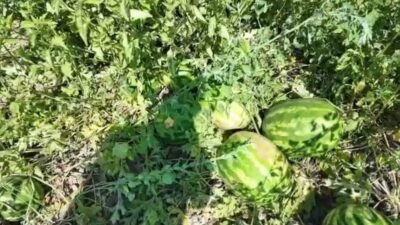 Manisa'nın Salihli ilçesinde karpuz hasadı yapan üreteciler artan girdi maliyetleri