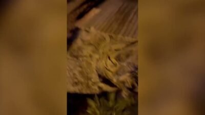 Marmaris'in Uzunyalı Sahili'nde bulunanlar unutamayacakları anlara tanık oldu. Yaralı olduğu