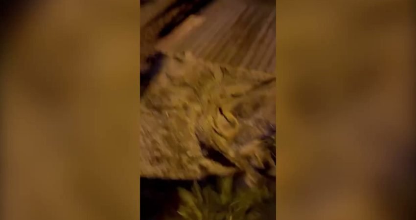 Marmaris'in Uzunyalı Sahili'nde bulunanlar unutamayacakları anlara tanık oldu. Yaralı olduğu