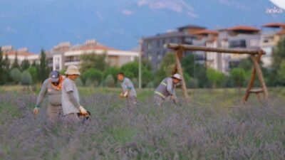 Merkezefendi Belediyesi tarafından Yenişafak Mahallesi’nde 35 dekarlık alana dikilen lavantaların
