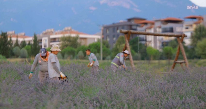 Merkezefendi Belediyesi tarafından Yenişafak Mahallesi’nde 35 dekarlık alana dikilen lavantaların