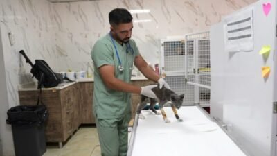 Mersin Büyükşehir Belediyesi, sokakta yaşam mücadelesi veren can dostlara umut