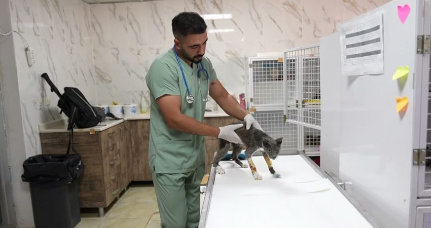 Mersin Büyükşehir Belediyesi, sokakta yaşam mücadelesi veren can dostlara umut