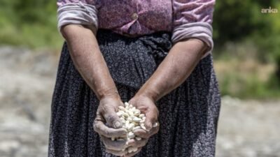 Mersin Büyükşehir Belediyesi, yerel tohumların korunması ve üretimin artırılması amacıyla