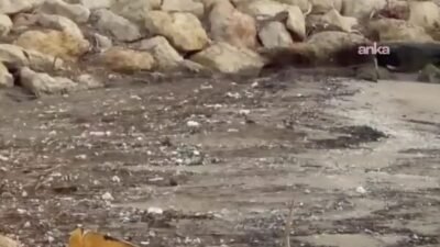 Mersin Çevre Derneği Yöneticisi Suna Kılıçcı, Mersin kıyılarında son zamanlarda