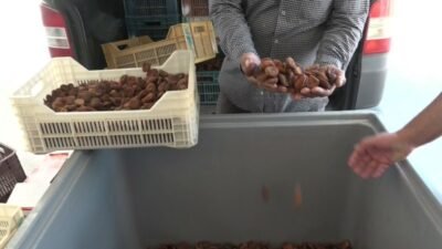 Malatya Ticaret Borsası (MTB) Başkanı Ramazan Özcan, kuru kayısı sezonunun