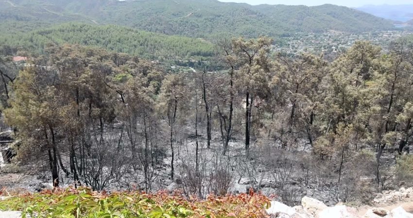 Muğla Büyükşehir Belediyesi, Fethiye'nin Gökçeovacık Mahallesi'nde çıkan orman yangınının ardından