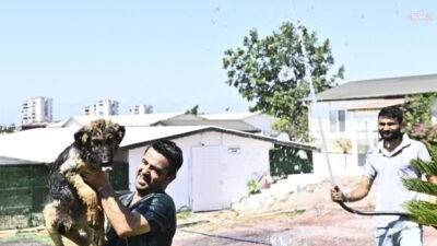Muratpaşa Belediyesi, Antalya'da etkisini artıran sıcak hava nedeniyle Sokak Hayvanları