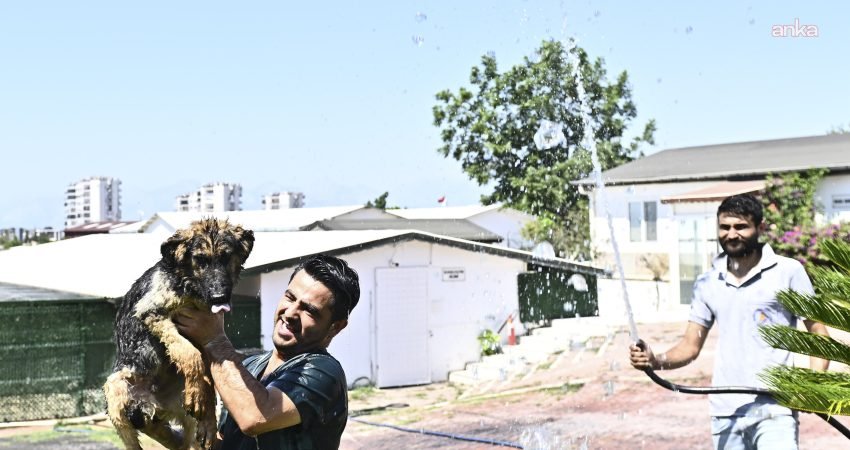 Muratpaşa Belediyesi, Antalya'da etkisini artıran sıcak hava nedeniyle Sokak Hayvanları