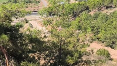 Osmaniye'nin Devrişiye köyünde köylüler, 2B arazisinde kesilen çam ve zeytin ağaçları için açtıkları