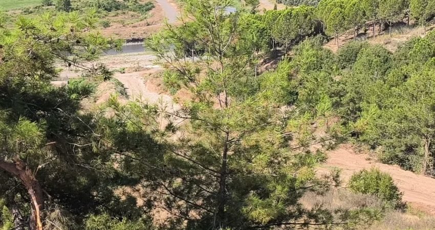 Osmaniye'nin Devrişiye köyünde köylüler, 2B arazisinde kesilen çam ve zeytin ağaçları için açtıkları