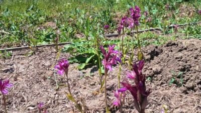 Yozgat Bozok Üniversitesi Tıp Fakültesi Tıbbi Farmakoloji Anabilim Dalı Başkanı