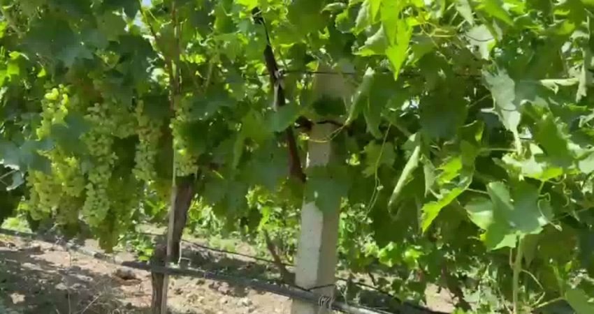 Salihli Ziraat Odası Başkanı Cem Yalvaç, yedi numara tavan kuru