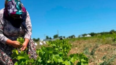 Silivri Tarımsal Üretim ve Araştırma Merkezi’nde (TÜRAM),  tarımsal ürünlerin