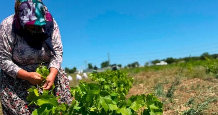 Silivri Tarımsal Üretim ve Araştırma Merkezi’nde (TÜRAM),  tarımsal ürünlerin