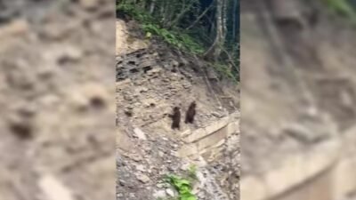 Sinop'un Ayancık ilçesinde ormanlık alandaki iki yavru ayı, vatandaşlar tarafından