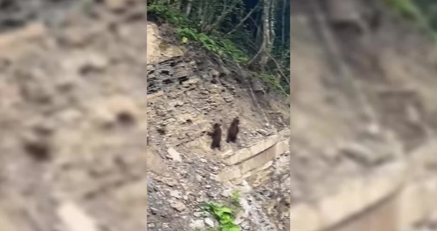 Sinop'un Ayancık ilçesinde ormanlık alandaki iki yavru ayı, vatandaşlar tarafından