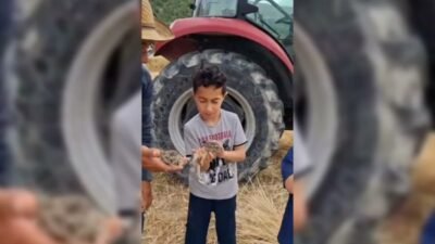 Sinop’un Boyabat ilçesinde tarlasında ekin biçerken 3 yavru tavşan bulan