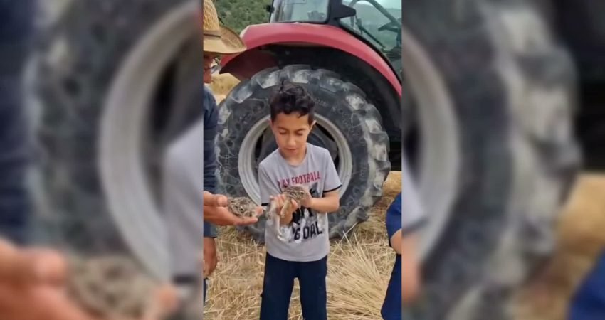 Sinop’un Boyabat ilçesinde tarlasında ekin biçerken 3 yavru tavşan bulan