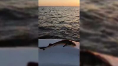 Sinop'un Ayancık ilçesinde avlanan bir balıkçının ağına, nesli tükenme tehlikesi