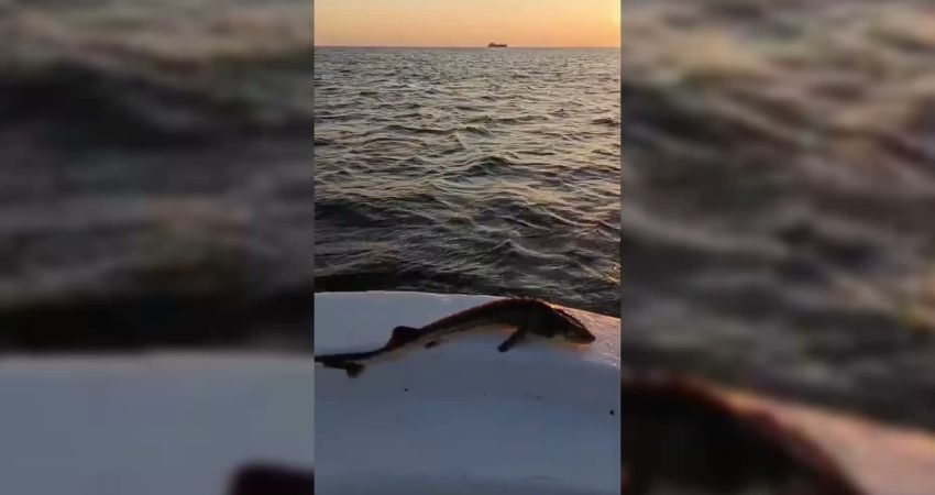 Sinop'un Ayancık ilçesinde avlanan bir balıkçının ağına, nesli tükenme tehlikesi