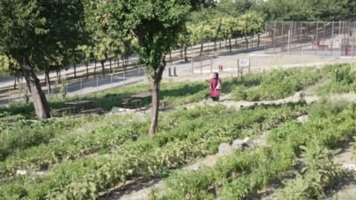İzmir Büyükşehir Belediye Başkanı Cemil Tugay, Mahalle Bostanlarında üretim yapan