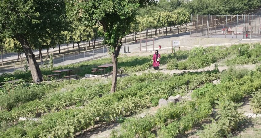 İzmir Büyükşehir Belediye Başkanı Cemil Tugay, Mahalle Bostanlarında üretim yapan