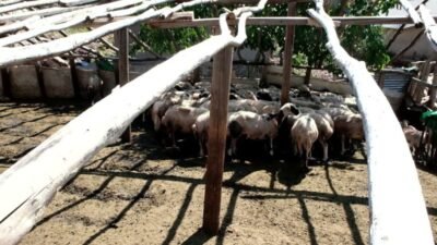 Tunceli’nin Ovacık ilçesine bağlı Şahverdi Köyü’nde yaşayan ve kentin en