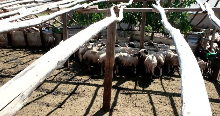 Tunceli’nin Ovacık ilçesine bağlı Şahverdi Köyü’nde yaşayan ve kentin en
