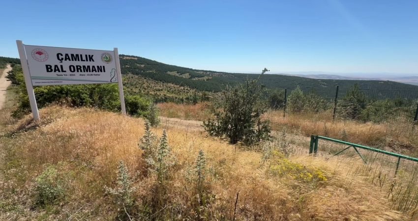 Yozgat'ta yağışlı geçen kış ve ilkbaharın ardından gezginci arıcılar da