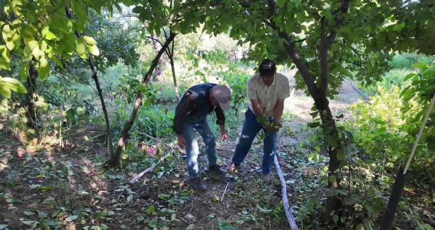 Yozgat’ta hafta sonu yağan yağmur ve dolu afetinin tarım alanlarına
